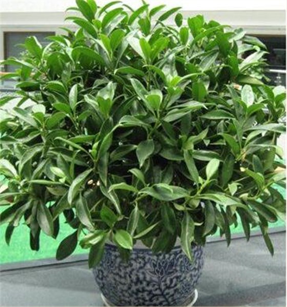 輕松解決辦公室內(nèi)各種污染！