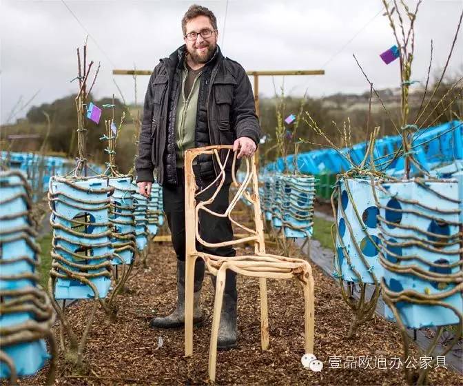 【漲見識】用木材制作家具司空見慣，但把樹木直接“種”成家具，是不是挺新鮮？